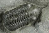 Morocconites Trilobite Fossil - Ofaten, Morocco #347295-1